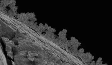 The Great Lakes Are Hiding a Secret Underworld of Tardigrades and Rock-Eating Fungi