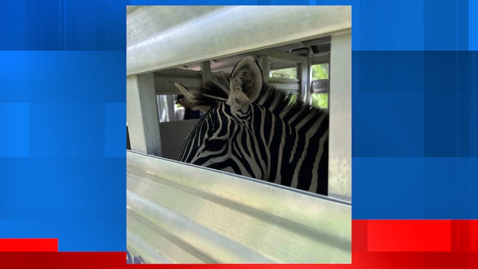 The Nebraska Humane Society confiscated a zebra and several other animals while investigating...