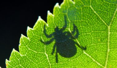 The ticks are winning | Vox