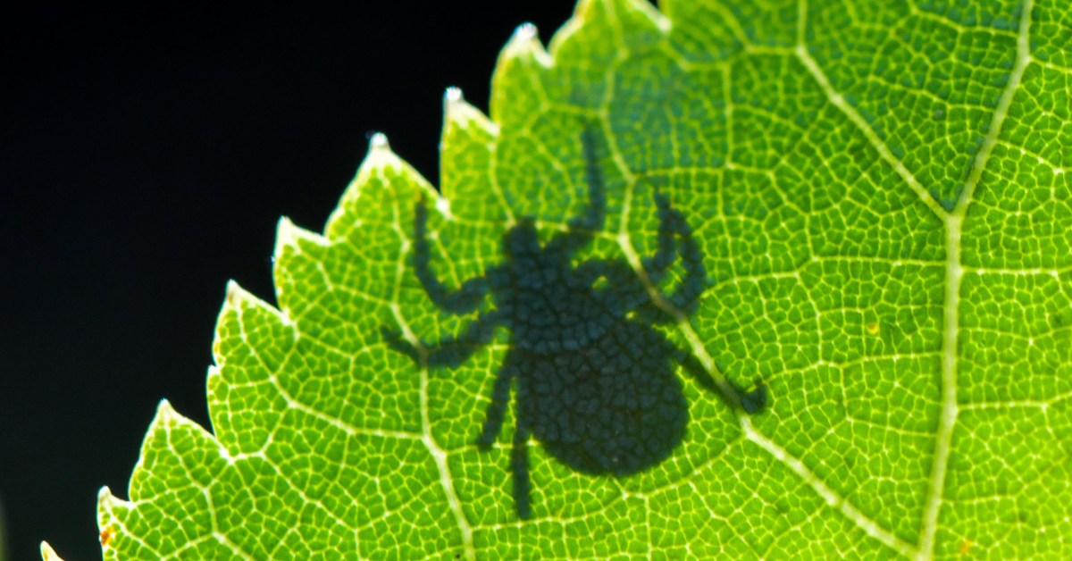 The ticks are winning | Vox