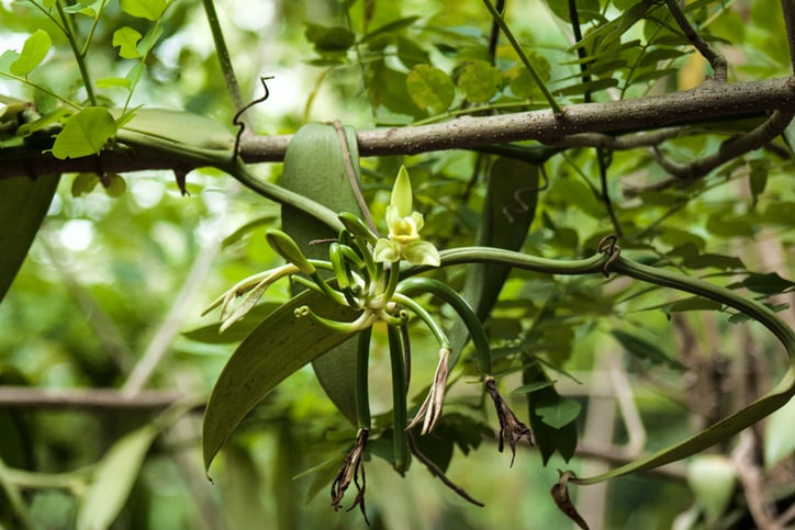 Scientists Studying Earth's Flowering Plants Issue a Stark Warning to Humanity