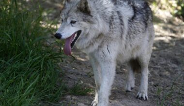 Record wolf attacks rise in CA, but little can be done – NBC Los Angeles