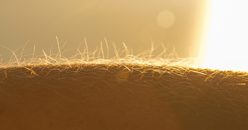 Itching Has Its Own Sensory Organ, Mouse Study Suggests