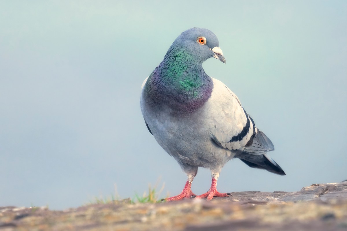 A wild feral rock dove or common pig