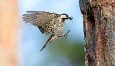 Trump’s Fish and Wildlife Service just made it much easier to harm endangered species