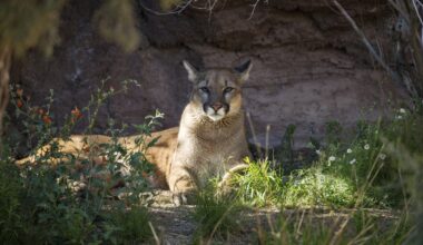 Mountain Lion Sips From Pool at Arizona Job Site (Video)