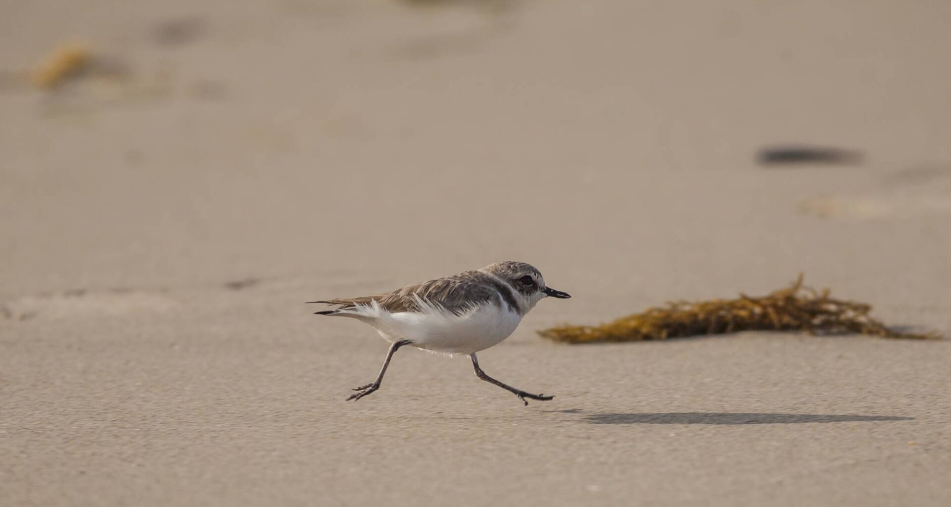 Western Snowy Plover Population Passes Milestone