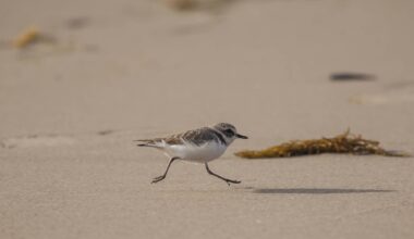Western Snowy Plover Population Passes Milestone