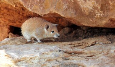This Extraordinary Desert Mouse Defies Aging–and it Could Change Human Longevity