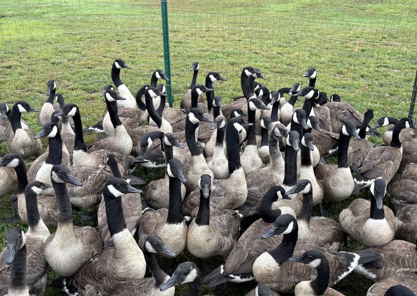 Annual DNR banding of Canada geese nears completion