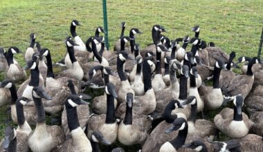 Annual DNR banding of Canada geese nears completion