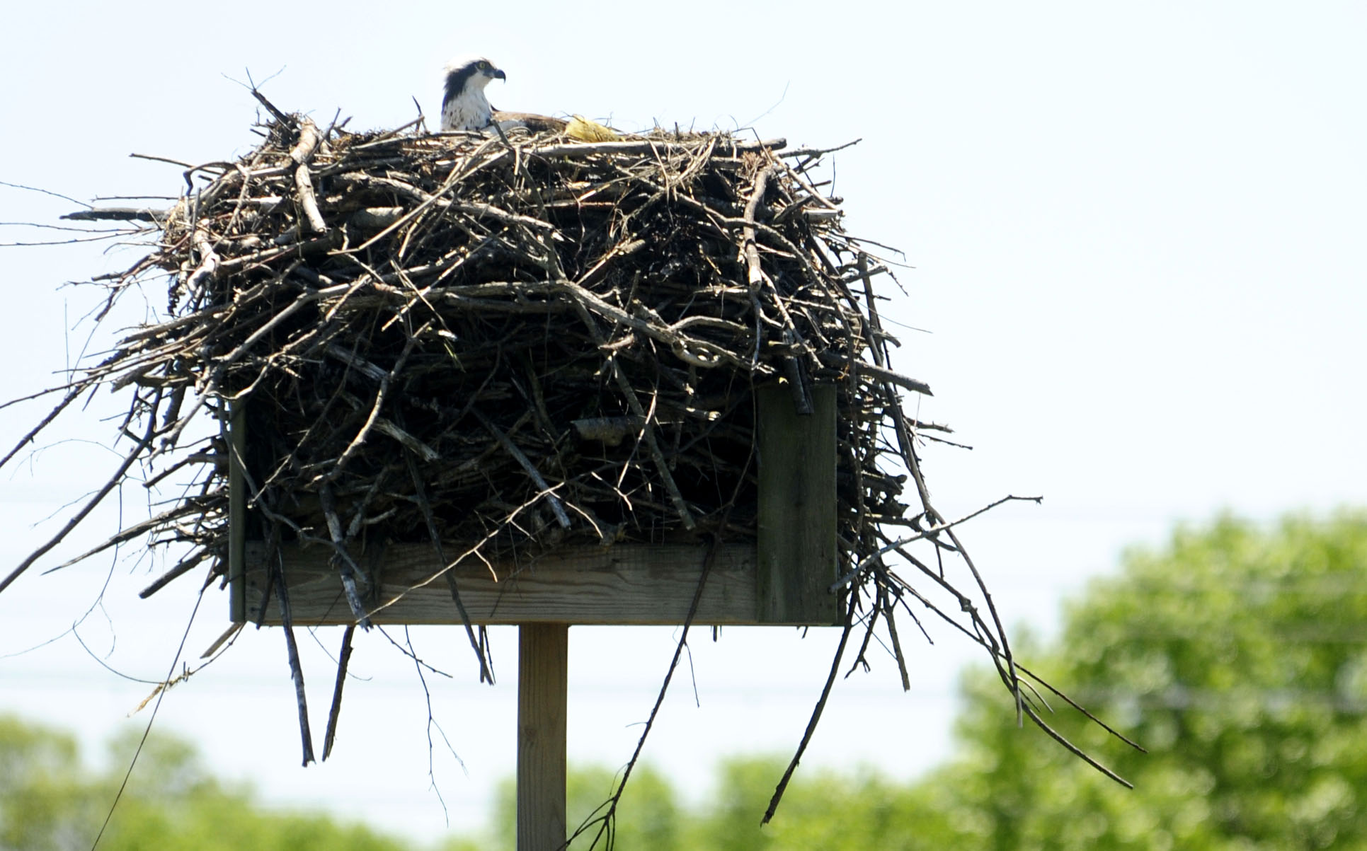 An osprey nests in its habitat at Haley Farm State Park in Groton.  BETTINA HANSEN | bhansen@courant.com ORG XMIT: 10014792A