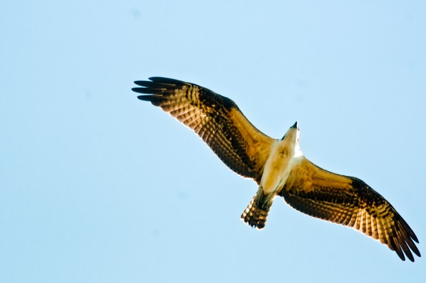  A migrating osprey heads south over Lighthouse Point Park in New Haven, Conn.in 2012. Photograph by MARK MIRKO  |  mmirko@courant.com