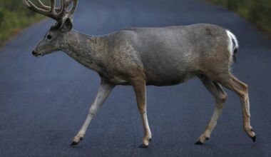 Deer overpopulation: How to keep them out of your yard