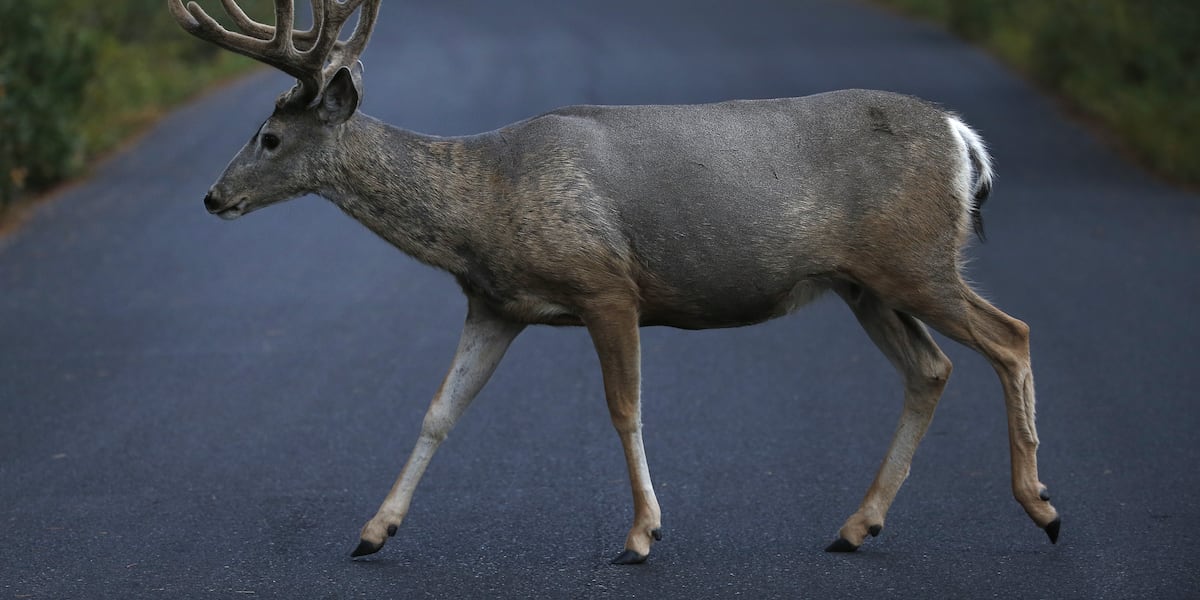 Deer overpopulation: How to keep them out of your yard