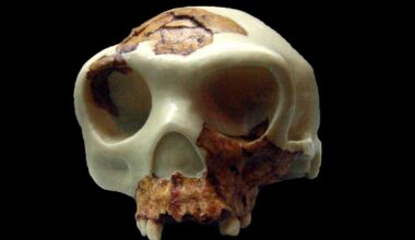Archaeologists Thought These Early Cannibals Mostly Ate Children. They Were Wrong