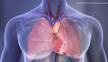 Human Chest Cavity Illustration