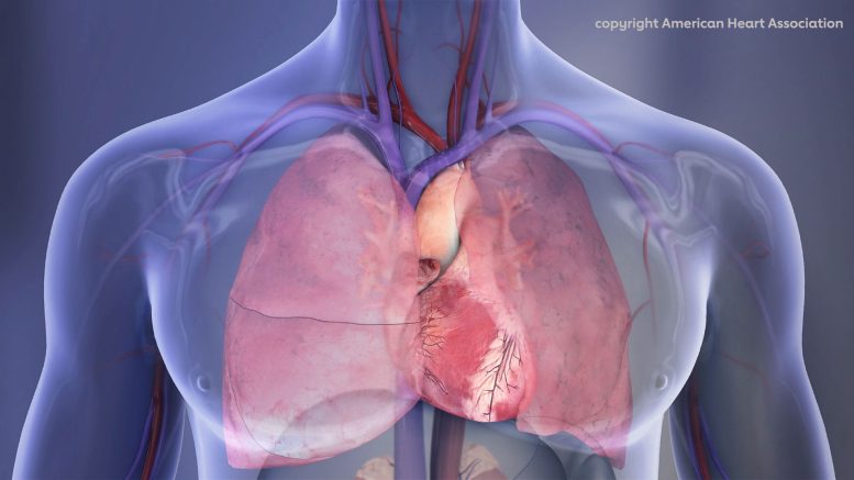 Human Chest Cavity Illustration