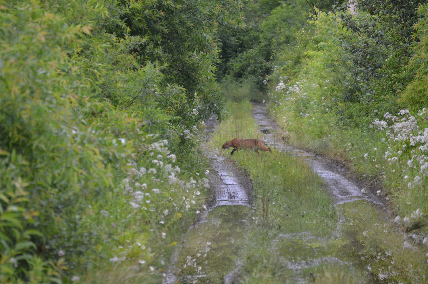 A bobcat creeping through high grass near the Housatonic River.