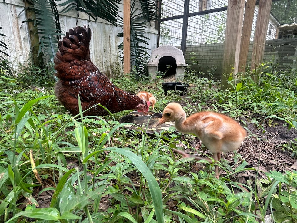 This foster hen was brought in to hatch two rare Sarus Crane eggs.