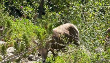 Game and Fish asks public to report bighorns spotted on Casper Mountain after weekend sightings