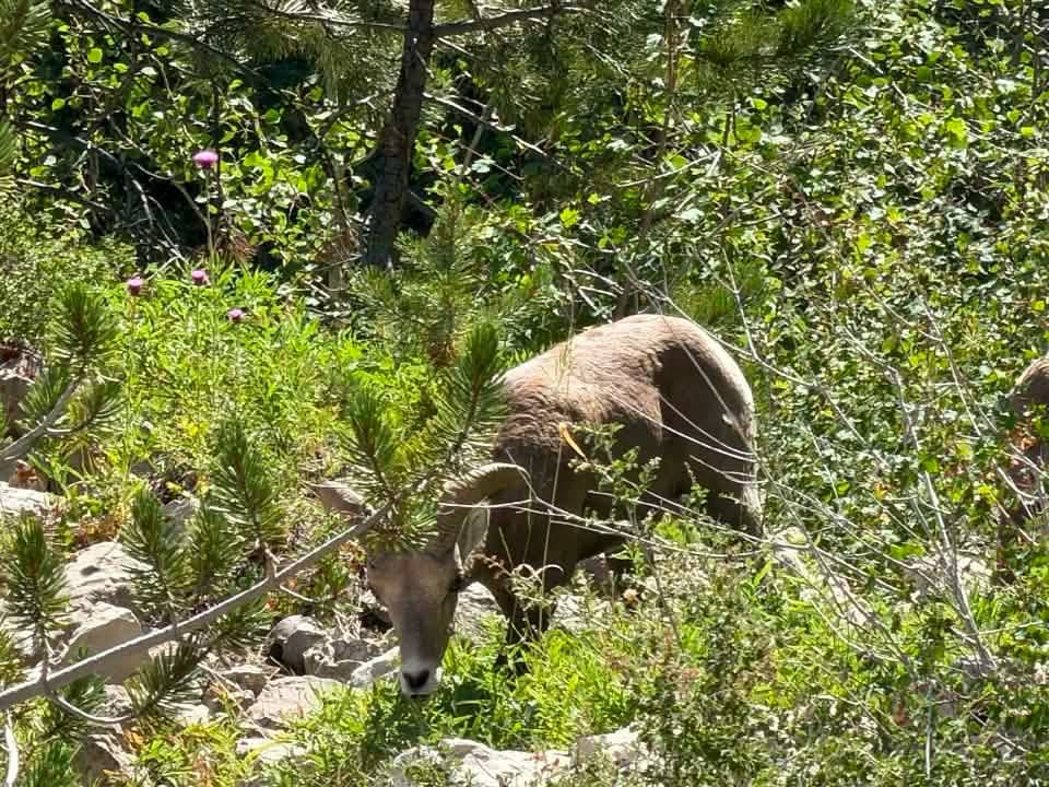 Game and Fish asks public to report bighorns spotted on Casper Mountain after weekend sightings
