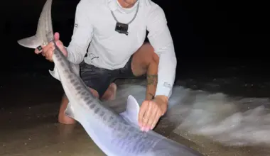A Tiger Shark was Caught on a Cape Cod Beach — Days After One Was Seen Eating a Turtle
