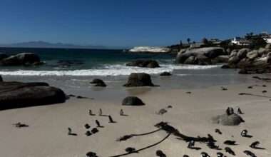 New England Aquarium trainer joins effort to save endangered penguin chicks in South Africa