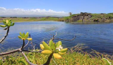 The Big Island's Rare Coastal Pools Are Under Siege