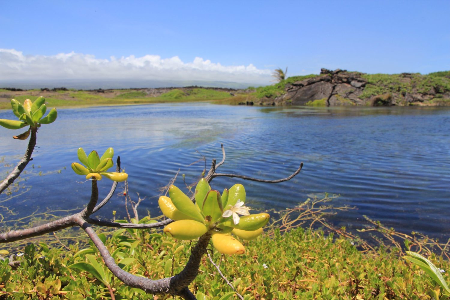The Big Island's Rare Coastal Pools Are Under Siege
