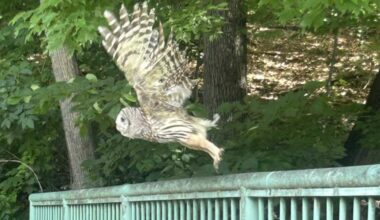 Today* in Hawks*** Around Town – Owl in Flight!
