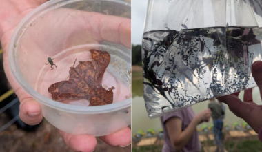 Endangered Houston toad spotted for first time in more than 50 years, signaling recovery milestone