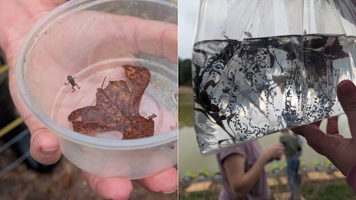 Endangered Houston toad spotted for first time in more than 50 years, signaling recovery milestone