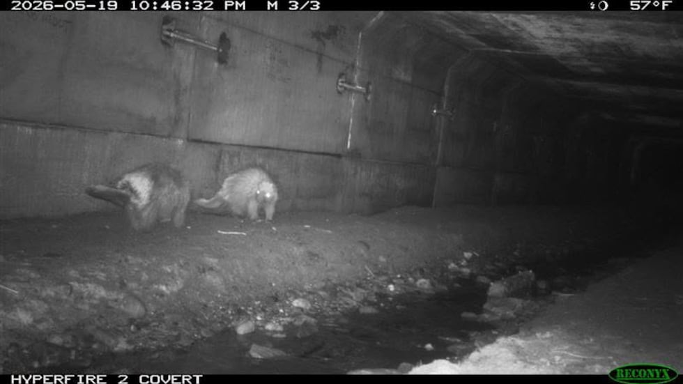Pair of porcupines walk along I;395 wildlife crossing.