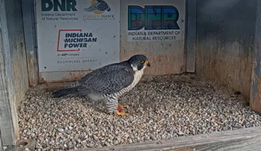 Peregrine falcon ‘Moxie’ found following disappearance from I&M Power Center nesting box