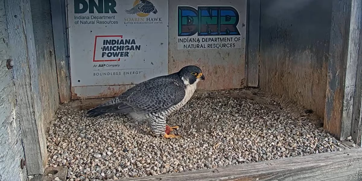 Peregrine falcon ‘Moxie’ found following disappearance from I&M Power Center nesting box