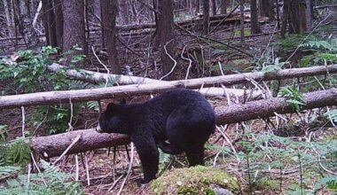 3 tips to judge black bear size before your hunt this fall  