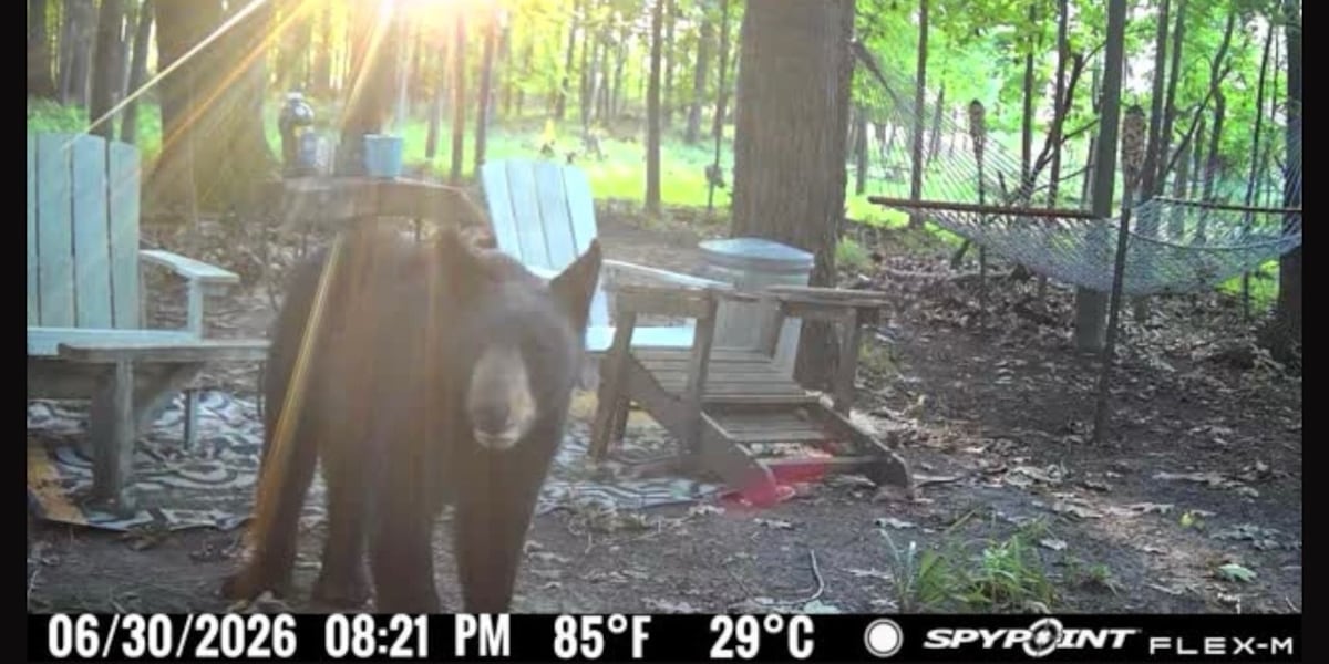 Black bear spotted on Laingsburg trail camera