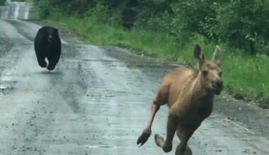 Maine couple spots a bear chasing a moose calf and helps it escape