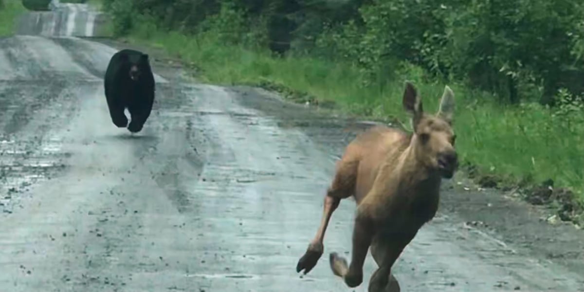 Maine couple spots a bear chasing a moose calf and helps it escape