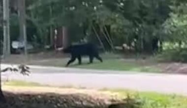 Black bear spotted strolling through Purvis neighborhood and golf course
