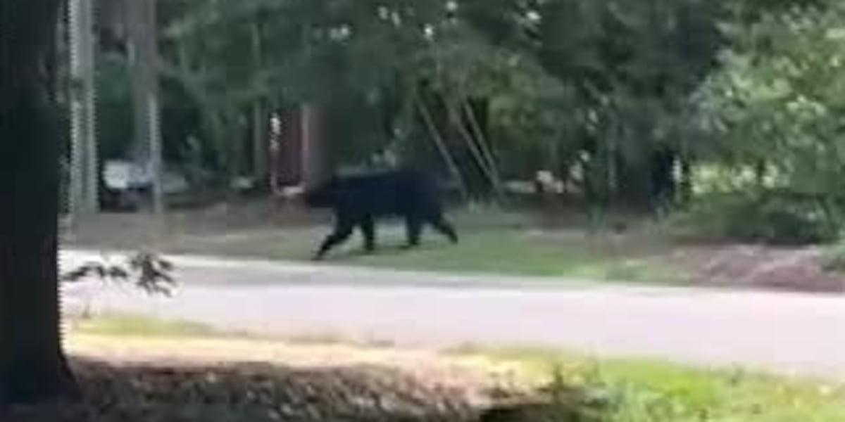 Black bear spotted strolling through Purvis neighborhood and golf course