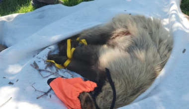 Wildlife officers release cinnamon bear found in Pueblo back into the wild