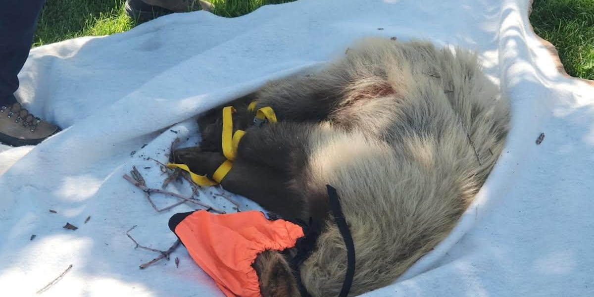 Wildlife officers release cinnamon bear found in Pueblo back into the wild