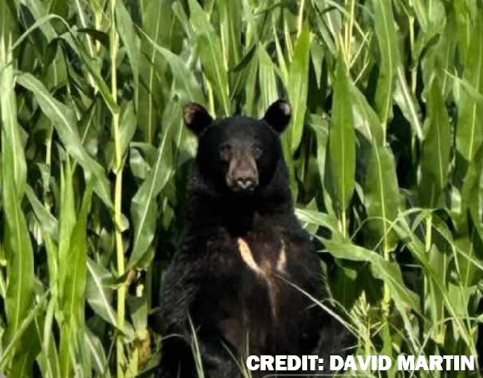 A black bear was captured in a photo in West TN on July 4th. The sighting took place outside a...