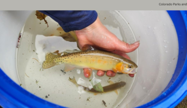 Colorado Parks and Wildlife team rescues ‘unique’ cutthroat trout from Gold Mountain Fire