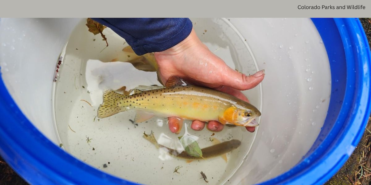 Colorado Parks and Wildlife team rescues ‘unique’ cutthroat trout from Gold Mountain Fire