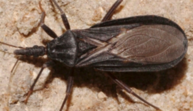 Kissing bug
