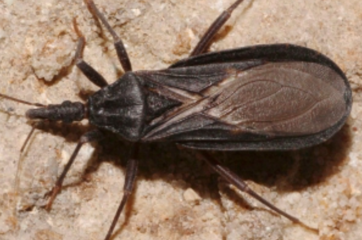 Kissing bug