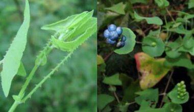 Mile-a-minute weed detected in Michigan -- what to know about the invasive vine